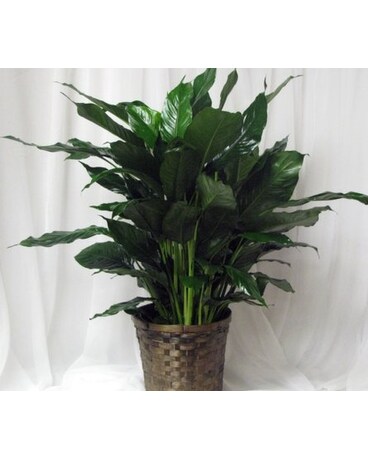 Peace Lilly-medium